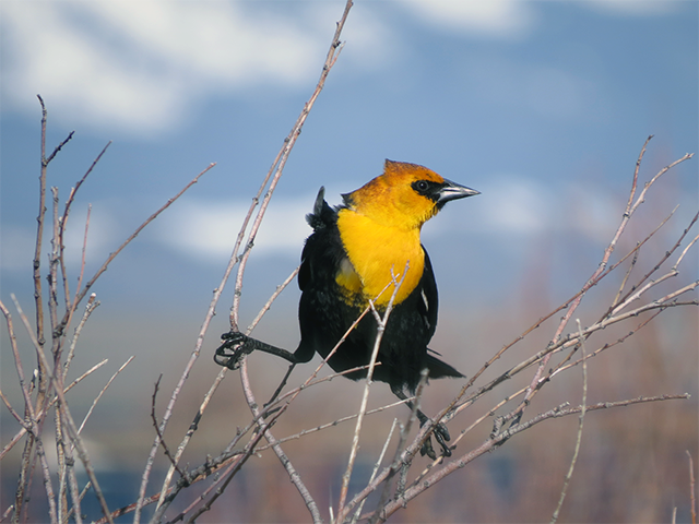 Yellow-headed Blackbird by Ventures Birding